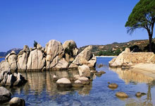 东京游泳队逐步崭露头角